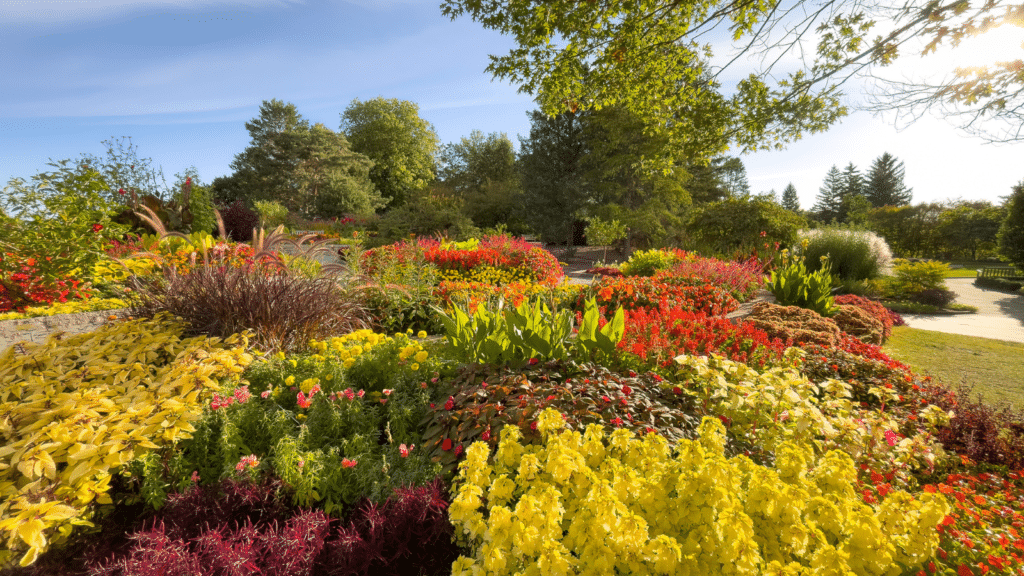 Early Fall Garden
