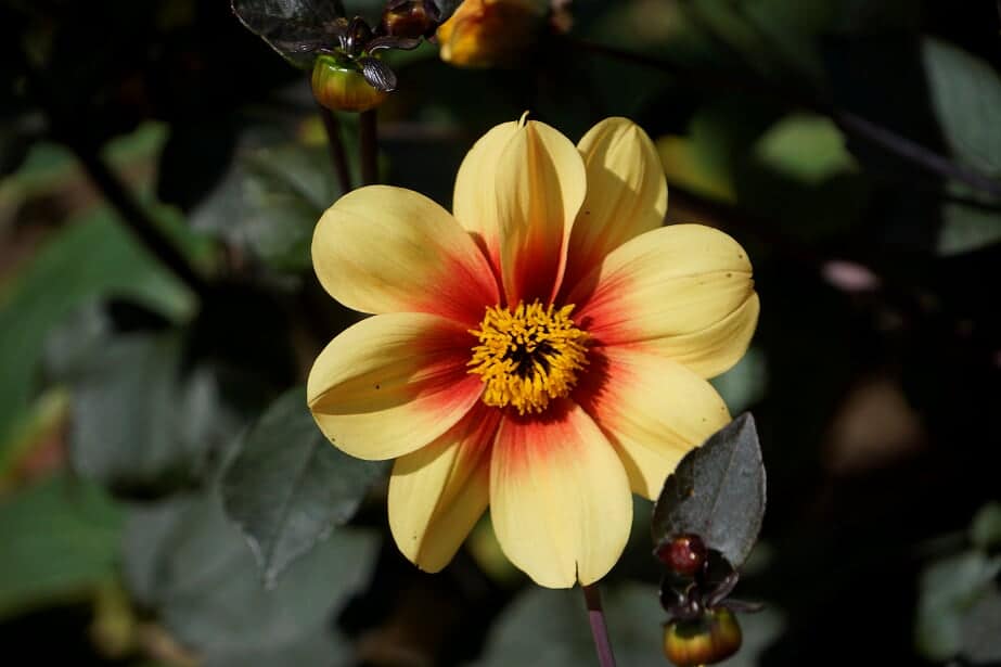 Yelloe Blossom in the Oxford Botanical Garden