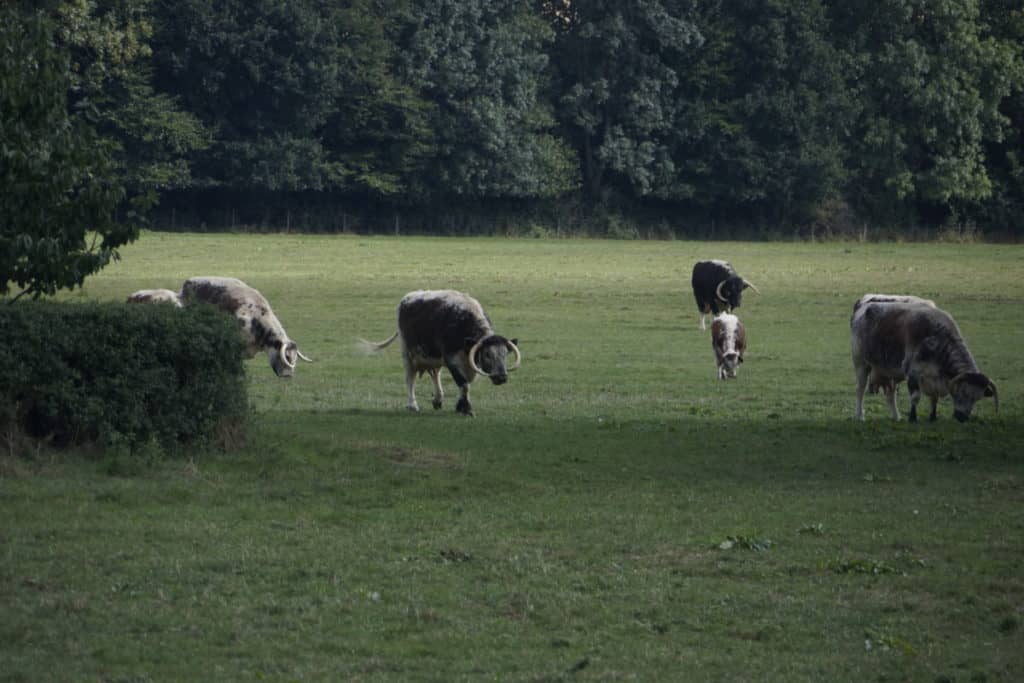 Longhorn Cattle With huge curved horns and white stripe along the top