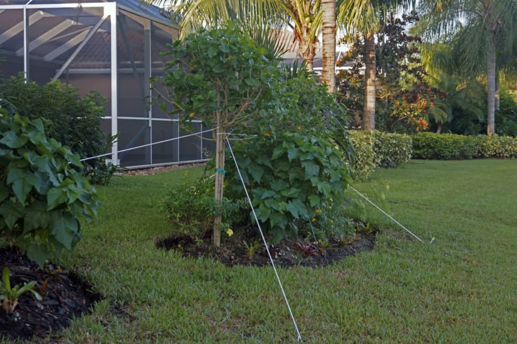 Young Trees Tied for Hurricane Protection