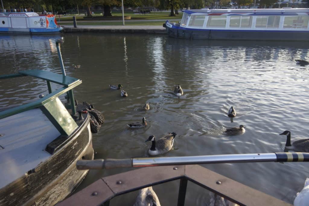 Ducks and Other Water Fowl Surround The Boat
