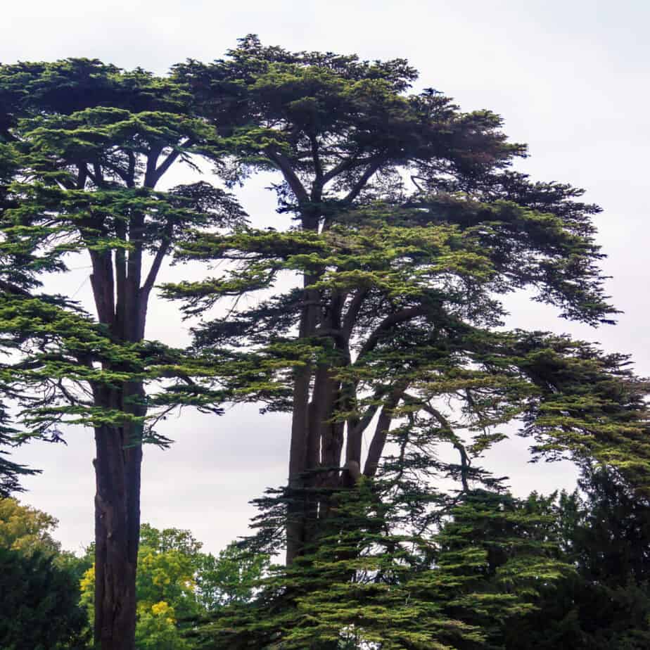 Cedar of Lebanon trees