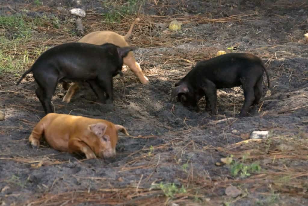 Red Wattle Piglets