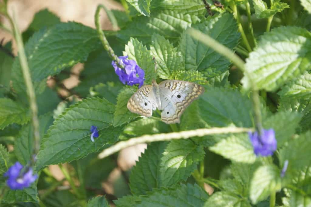 Butterfly on Blue Porterweed in May in the South Florida Garden.