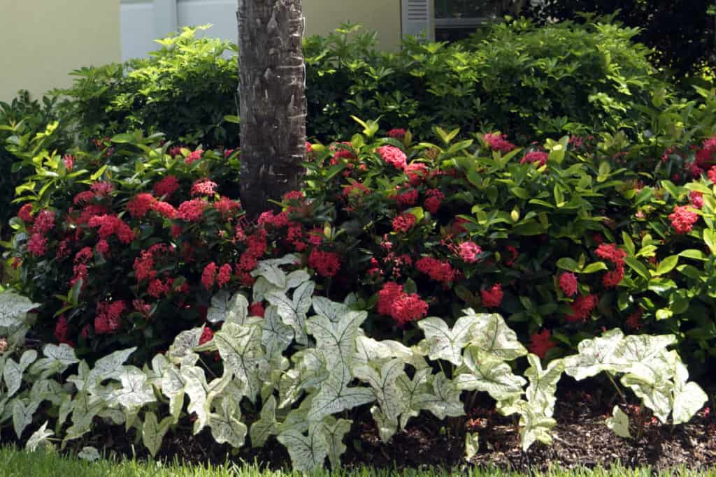 Caladiums in our tropical garden.