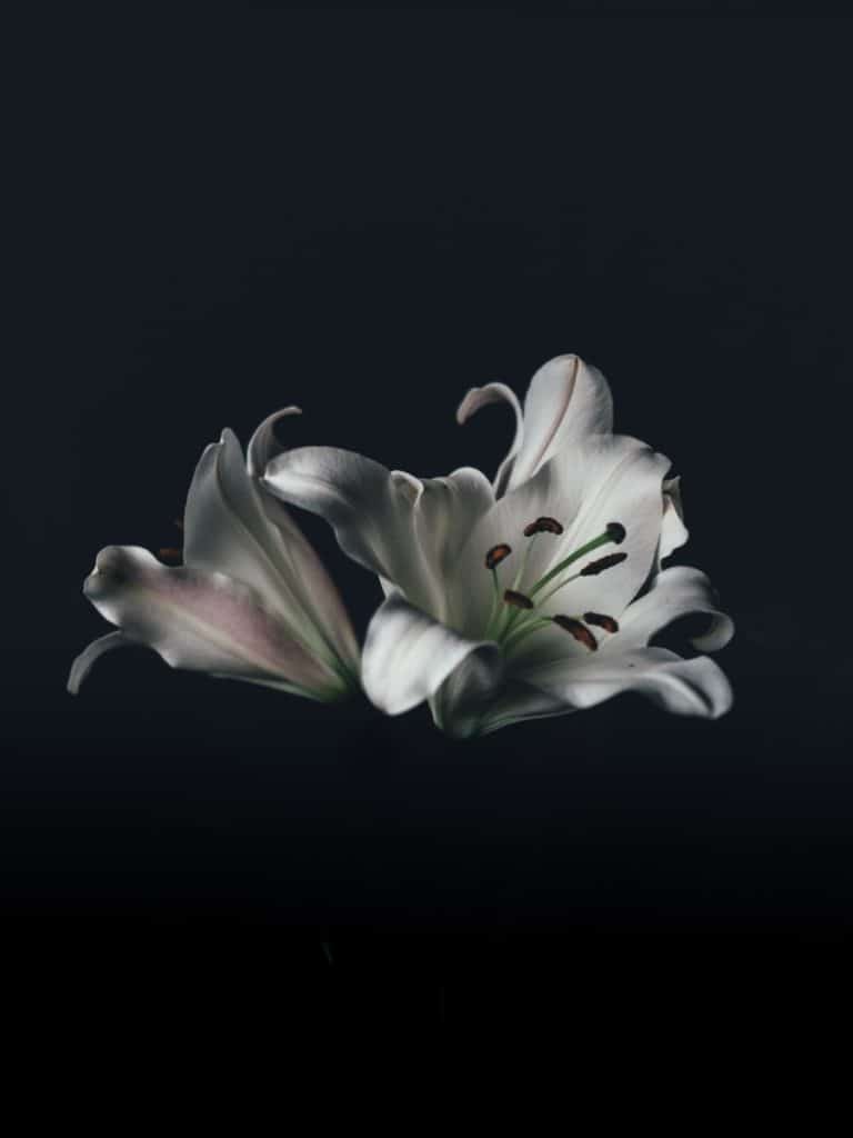 lillies in the moonlight. Showing the effect of viewing blossoms in moonlight.