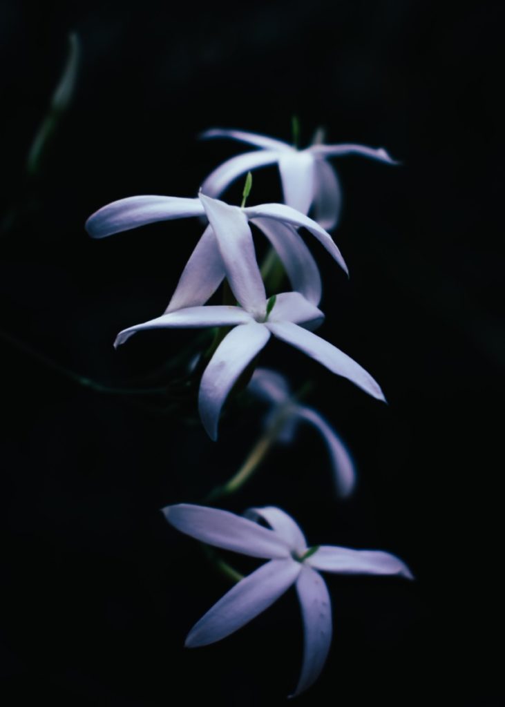 Jasmine in the Evening, under moonlight.