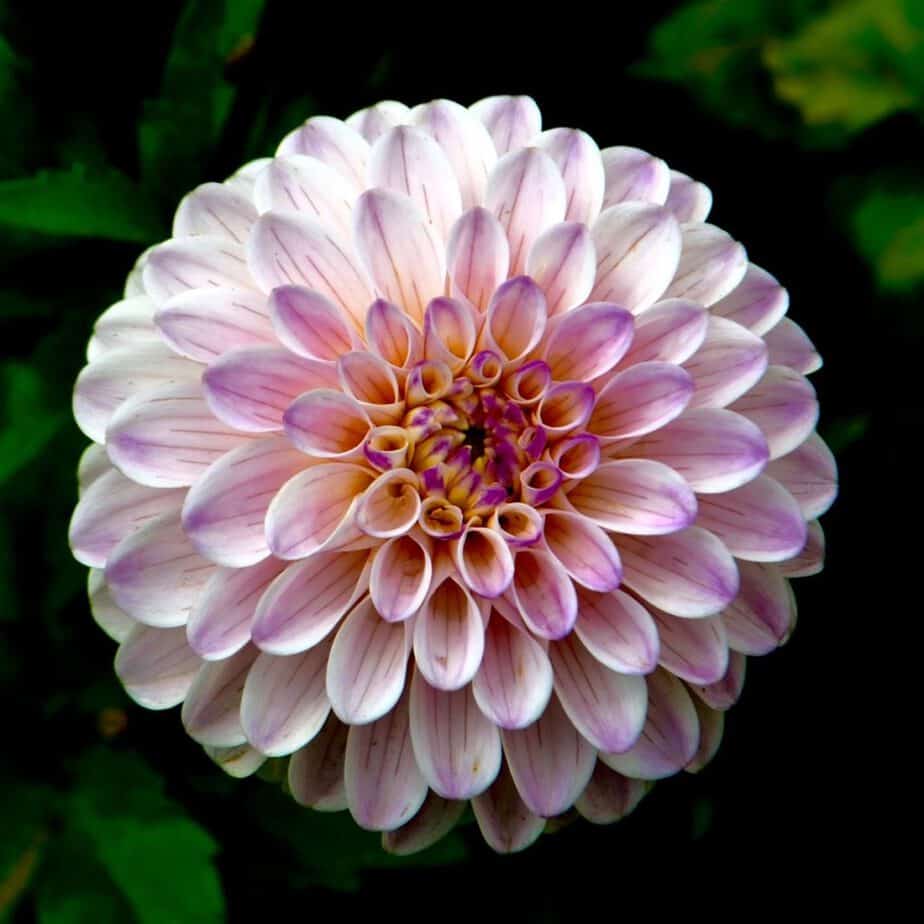 A pastel pink blossom, showing colors and forms for moonlight gardens.