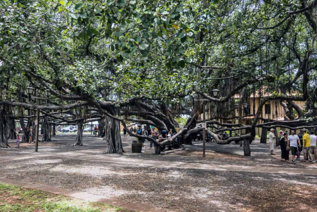 Historic Banyan Tree in Lahaina