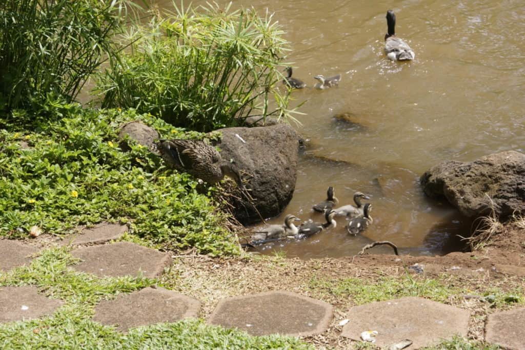 Mother Duck with Ducklings