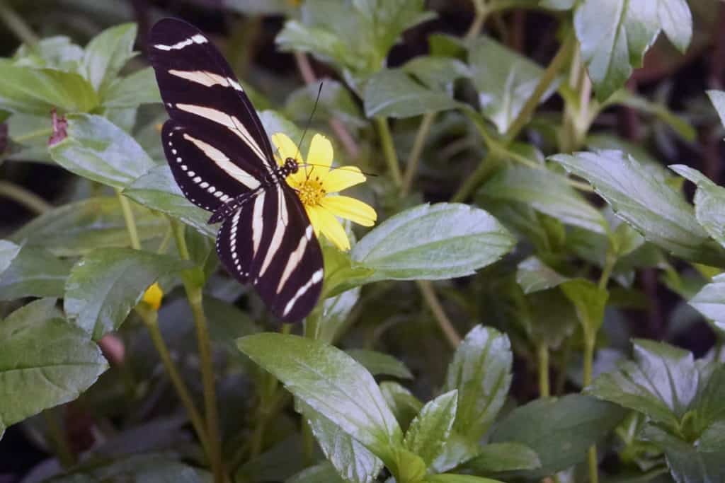 Zebra Longwing Butterfly