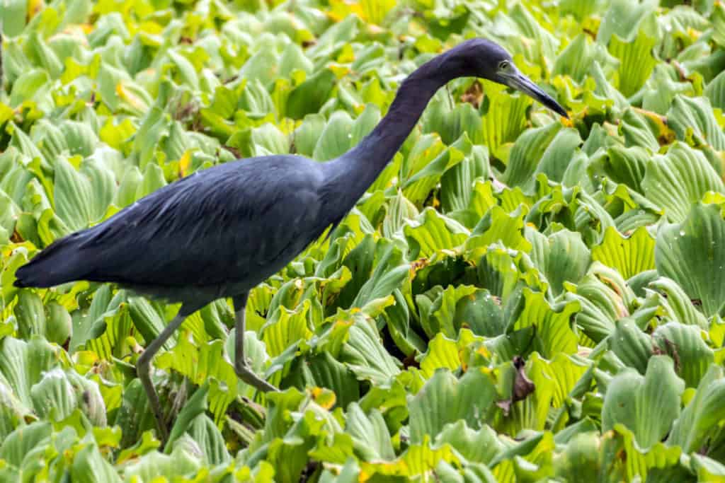 Little Blue Heron