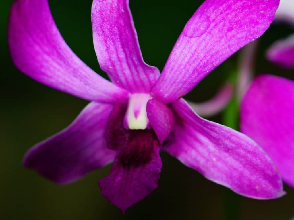 Orchid in the Garden