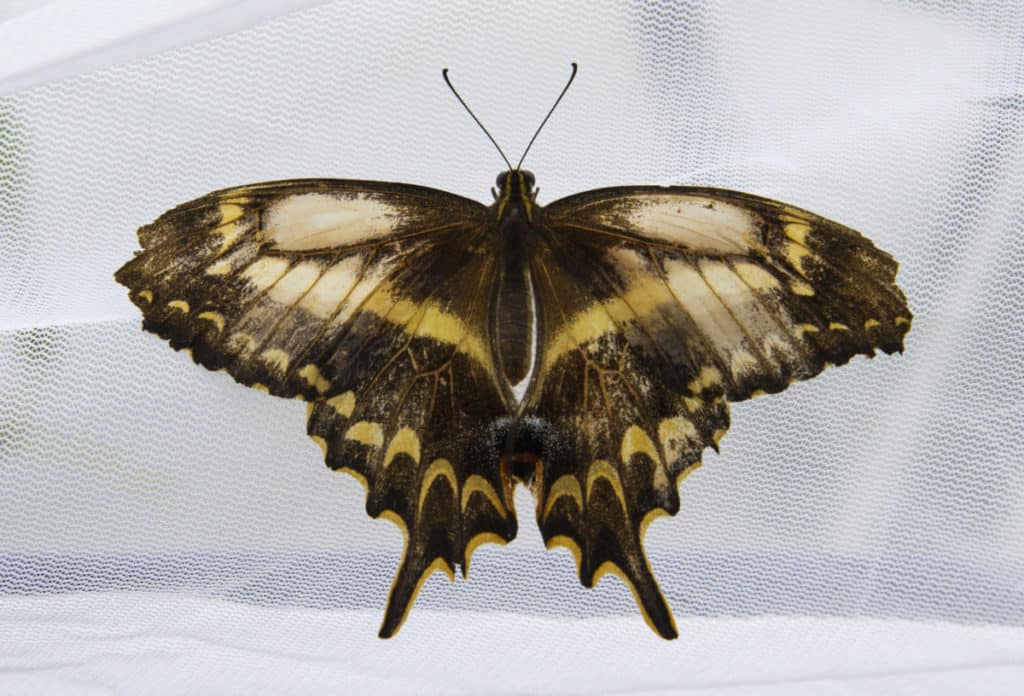 This is the Schaus Swallowtail Butterfly an endangered species. It lives in a very small territory in South Florida.