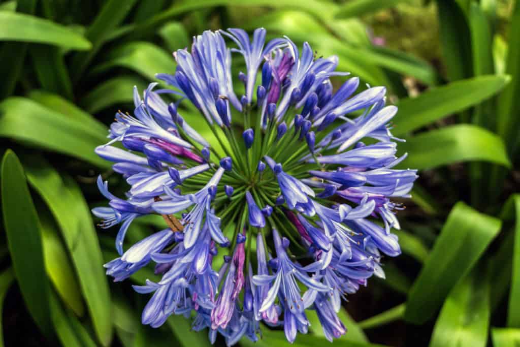 Agapanthus in Bloom, they will show up as the garden transitions from spring into summer.