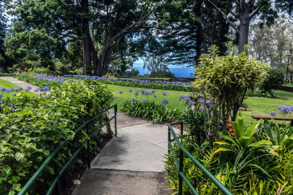 Agapanthus overlooking the ocean on Maui