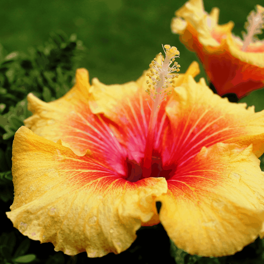 January in the South Florida Garden