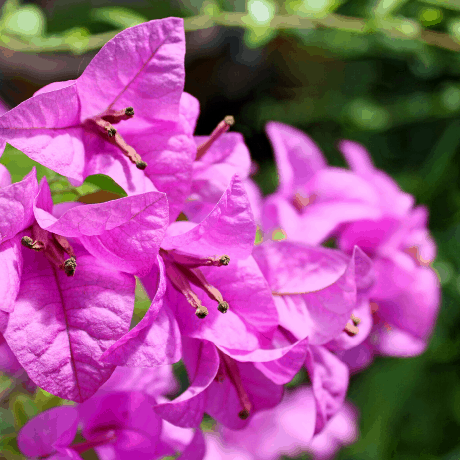 February in the South Florida Garden