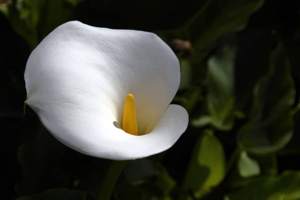 Calla Lily