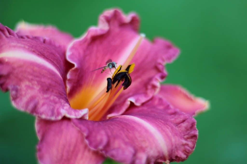 Daylily in Bloom