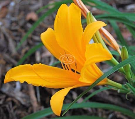 Aztec Gold, daylily