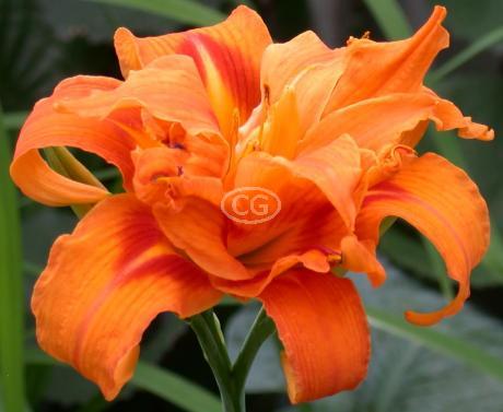 Daylily, Kwanso