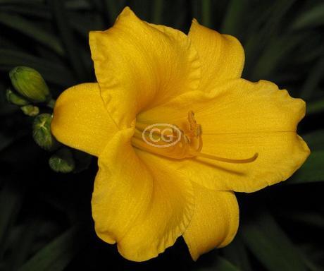 Gold, stella d'oro daylily