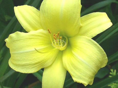 Pale yellow, white triangle daylily