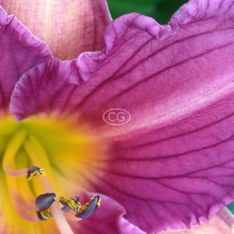 daylily,Purple de Oro, shades of lavender with yellow center