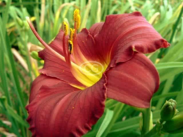 Daylily, Ruby Stella