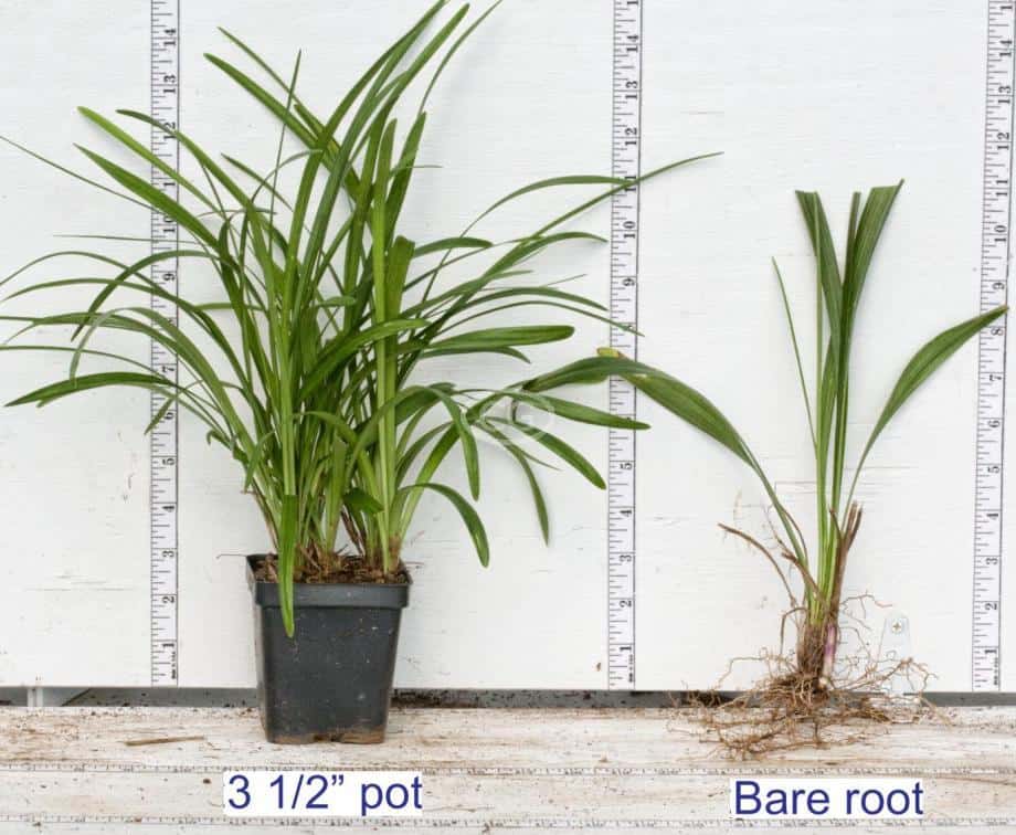 Liriope in pot and a bare root plant