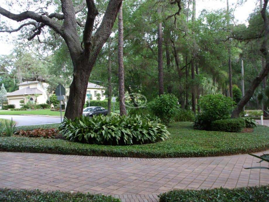 Asiatic Jasmine with mixed trees and plantings