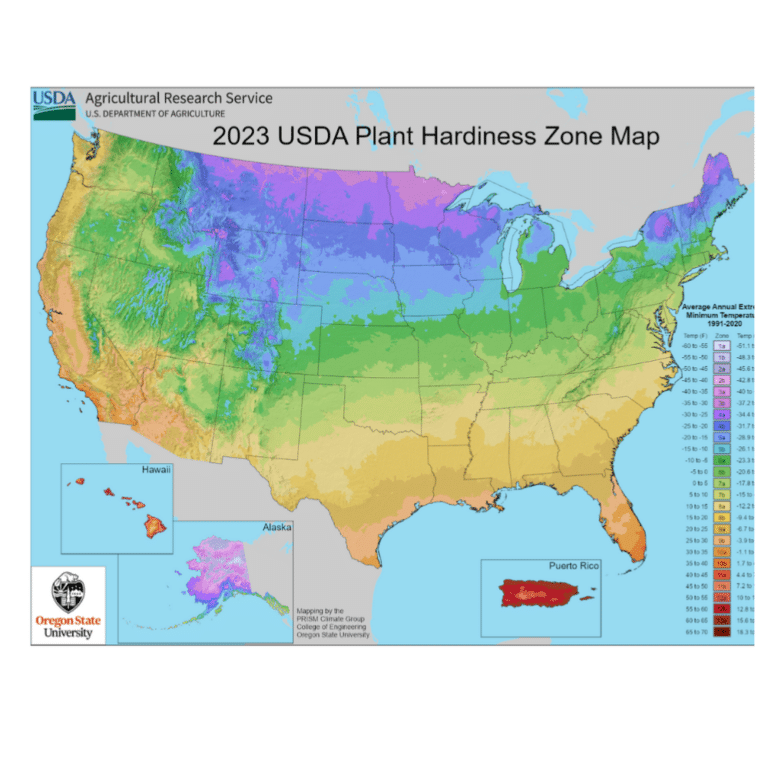 How To Add A Beautiful Groundcover-Asiatic Jasmine ⋆ Roots and Maps