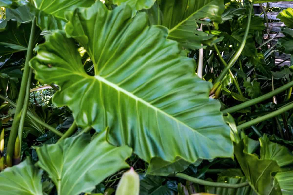 Elephant Ear Leaf