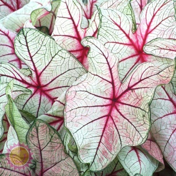 White Queen Caladiums