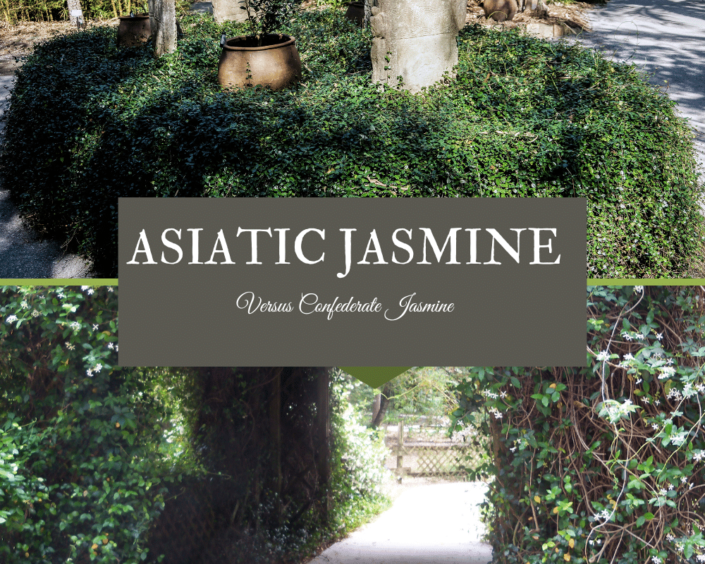 asiatic jasmine