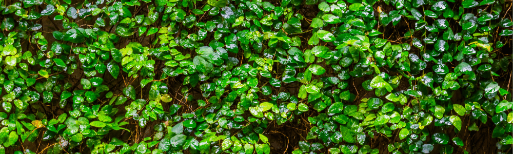 wall covered in Ficus