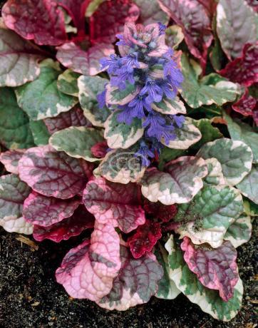 ajuga plant, a fast growing ground cover that will solve erosion problems in the garden.