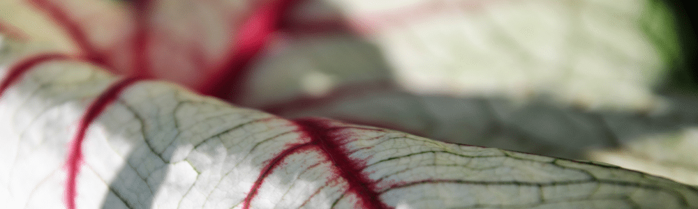 White Queen caladium