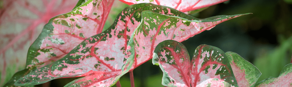 Pink caladiums