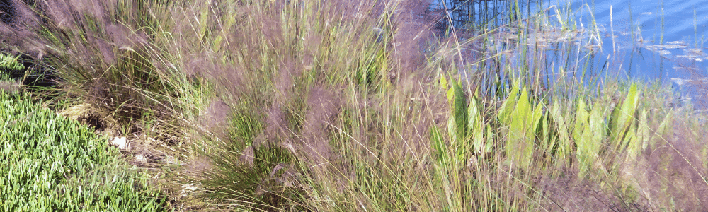 Pondside plantings