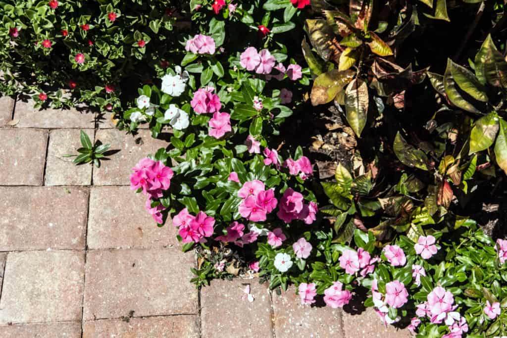 vinca plants growing from seed Ready volunteers of bright colors growing on hot garden pavers!