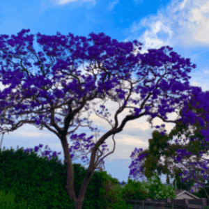 A Jacararanda tree in bloom