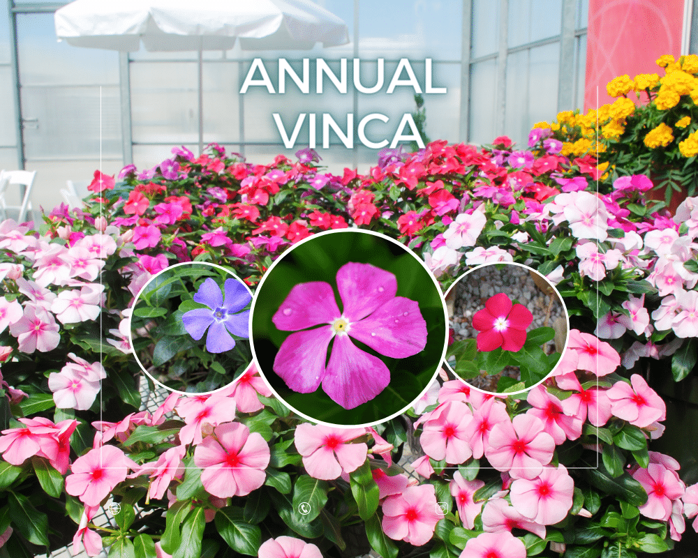 Annual Vinca colors