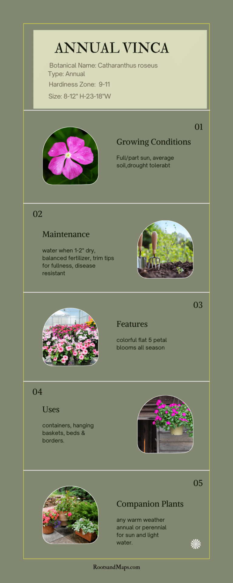 Every Day, Color Annual Vinca In Your Garden) ⋆ Roots and Maps