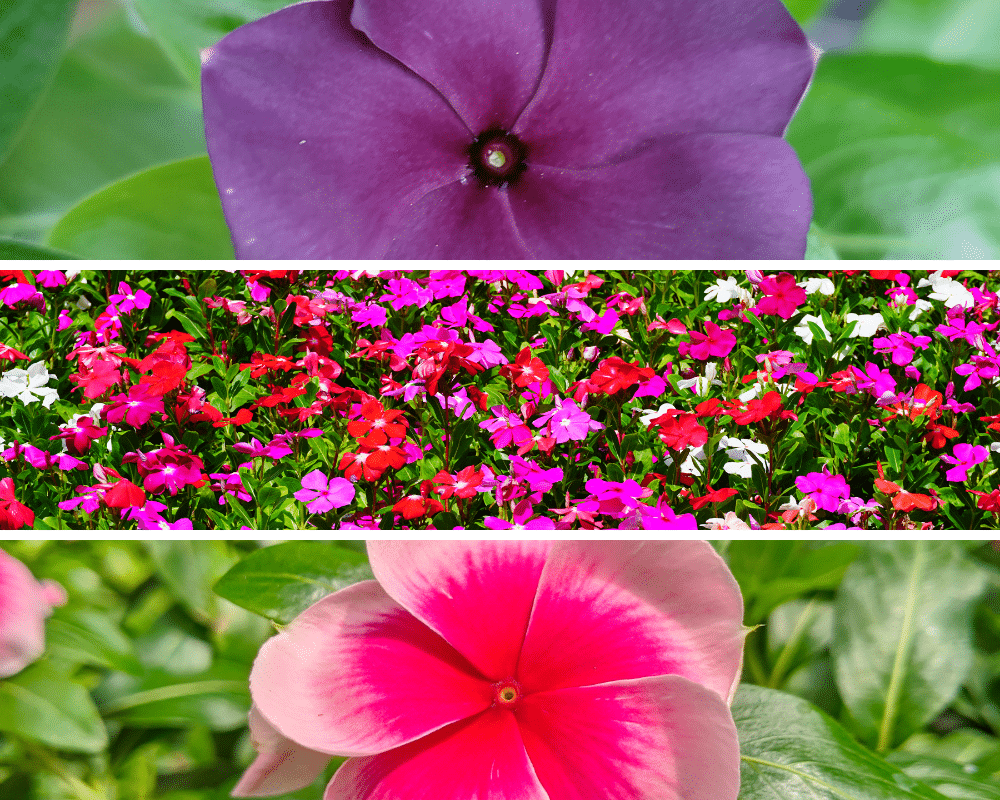 colors of vinca