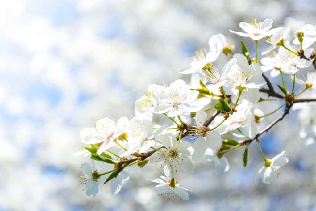 flowering crabapple