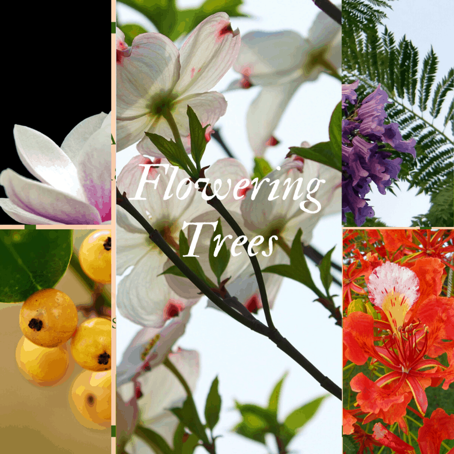 flowering trees of various types