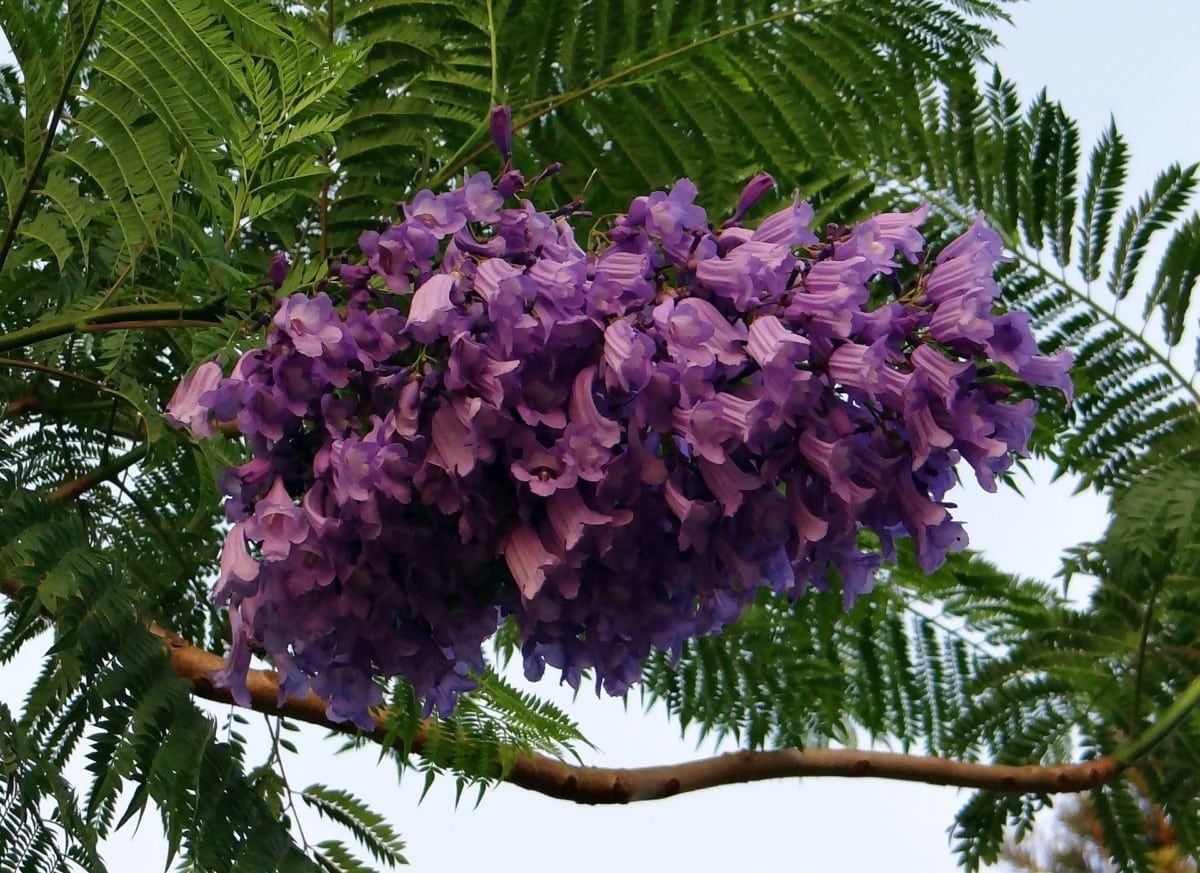 Jacaranda tree-Where Can i Grow one ⋆ RootsandMaps.com