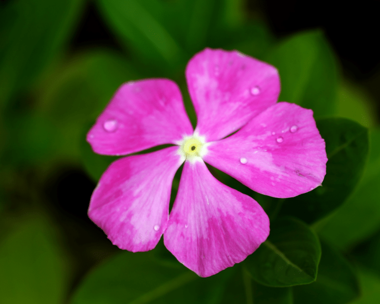 Every Day, Color- Annual Vinca In Your Garden) ⋆ Roots and Maps